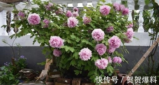 家有五树,儿孙都富!有院子建议栽5种树,看花,收果,寓意吉利