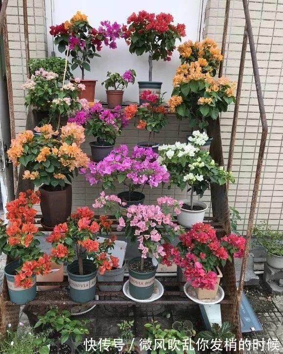 阳台养花“6大错”,错了一个就黄叶,都占了就是“养花杀手”