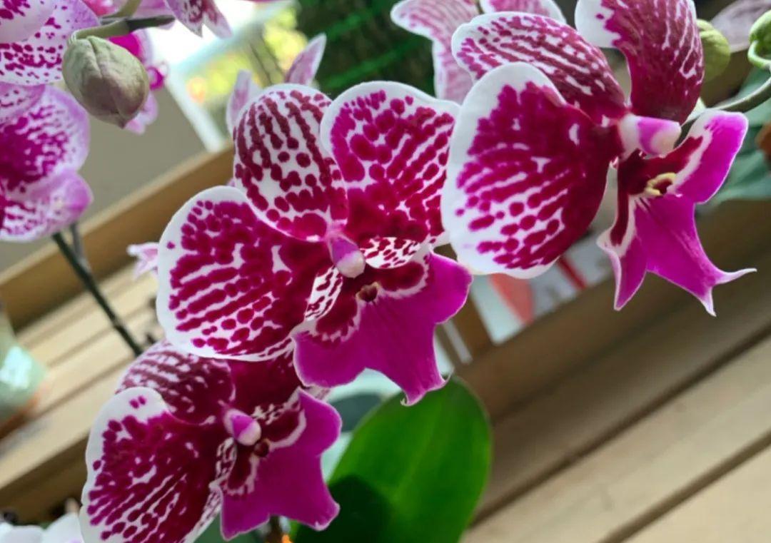 这盆吊兰养2年，年年开满小金鱼，大吉大利好喜气