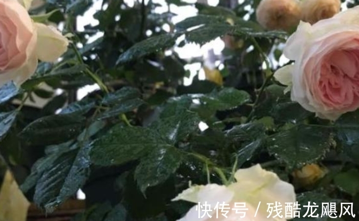 化解|近期，桃花来临，恰好遇见爱情，前任相逢，化解干戈，旧爱获新生