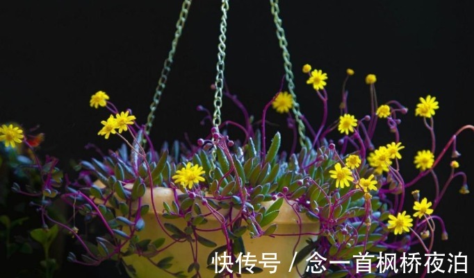 6种花适合吊起来养,窗前挂几盆,比窗帘都好看,而且非常好养