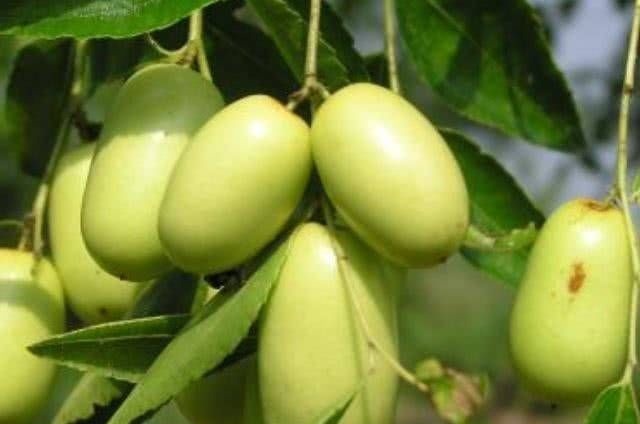 青枣|孩子最该少碰的4种水果,特别是最后三种,大人也要管住嘴