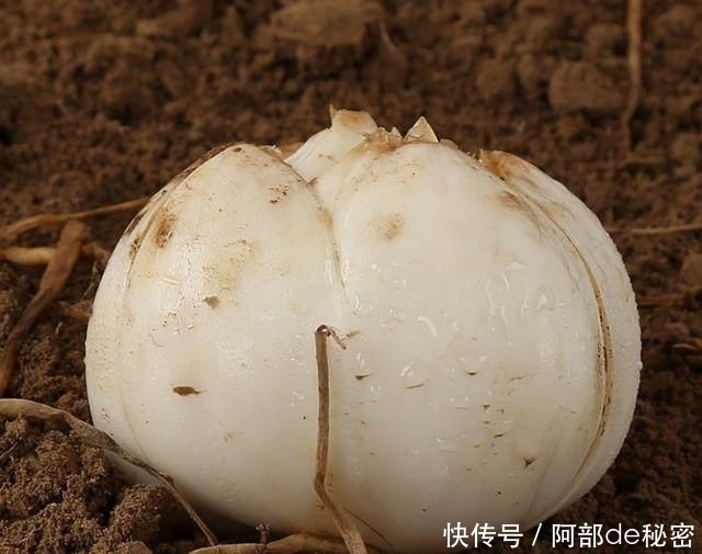 皮肤|这些碱性食物没事多吃吃, 皮肤越来越好, 让你更美一点！