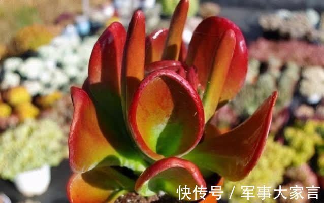 集两种多肉的特色于一身,多肉火狐狸走红,并非偶然