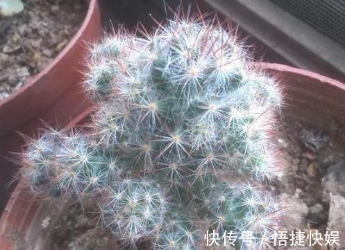 浇水|想要养好多肉植物,就从4方面下功夫,个个叶片厚实又肥美