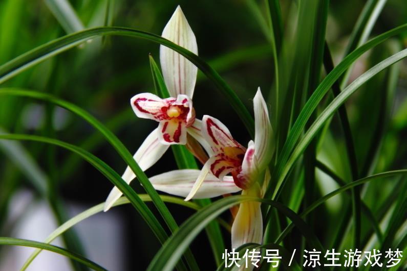 新手养兰花，了解掌握几个小细节，年年开花满盆，美极了