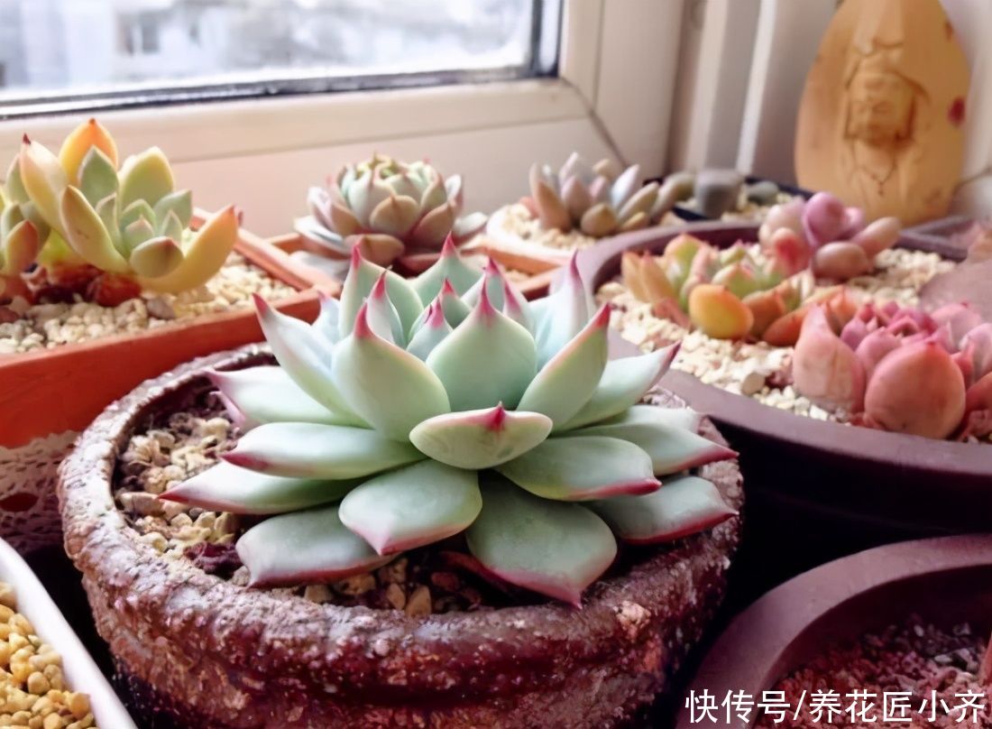 养多肉土不好，容易烂根黑腐，准备两样“物质”，自己配出多肉土