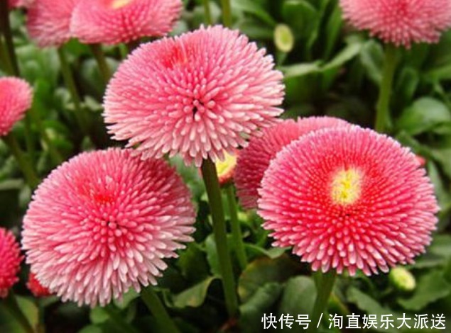 绒球|1种花,开花“似绒球”,比太阳花更好看,好养易活,能开一春夏