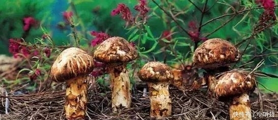 美食|4种中国的“天价”美食, 个个都是奢侈食材, 图3英国女王的最爱