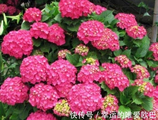 漂亮的4种花,比玫瑰好看,比绿萝好养,养一盆招财又纳福!