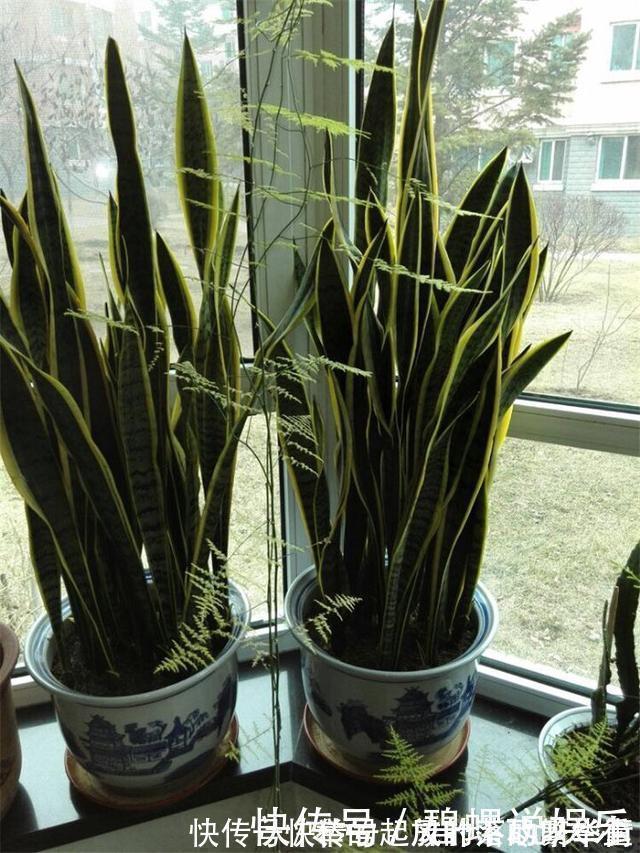 豆饼肥|虎皮兰施什么肥2种东西丢盆里，一年不用施肥，叶厚油绿新芽多