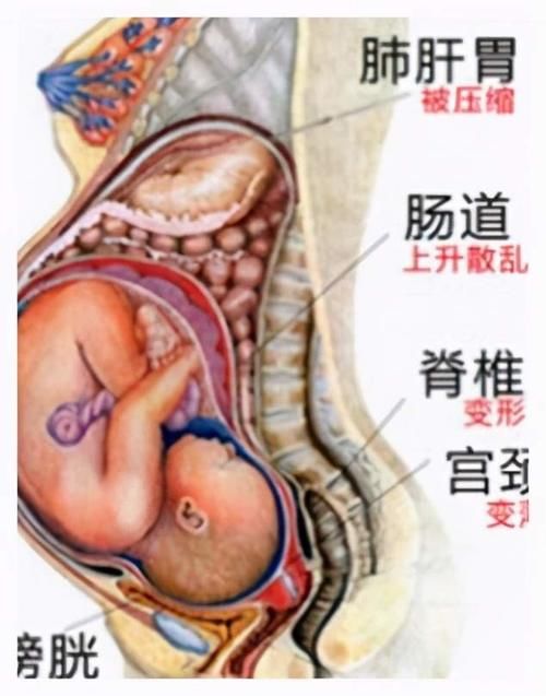 妈妈怀孕后的6张漫画：先是想笑，再看就想哭了