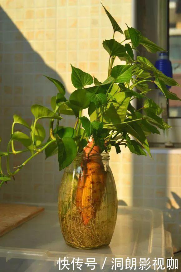 红薯|养5种花卉,没土就能活,“只浇水”嗖嗖爆盆,变成“绿窗帘”