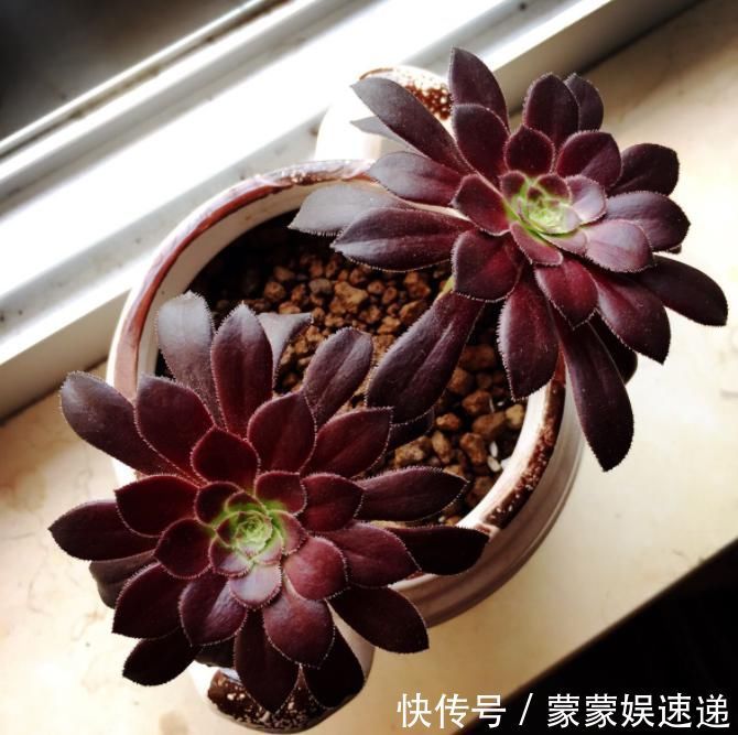 多肉|有一种多肉叫黑法师，注意这4点，养成老桩价值高