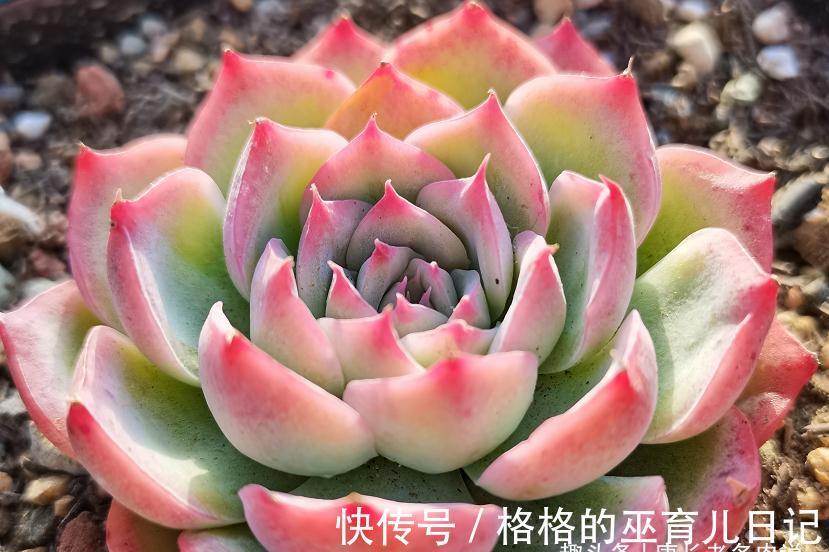 老肉友的多肉上盆秘籍,新手看完照着操作,回头就能变成高手