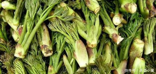 烧火|此树除了烧火还能做盆景,多注意4点需求,植株造型美翻天