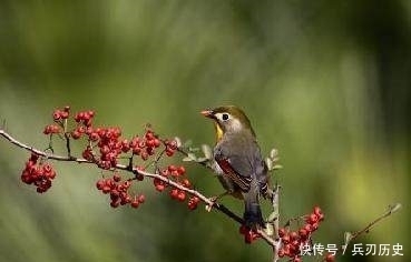 十二首描写鸟的古诗词,爱护鸟儿,更喜欢诗词