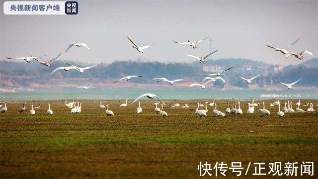 鄱阳湖|大批小天鹅抵达鄱阳湖，湿地化身“天鹅湖”