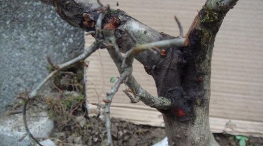 公公山上捡了个老树桩,养了几年长成盆景,邻居看见想高价收购!