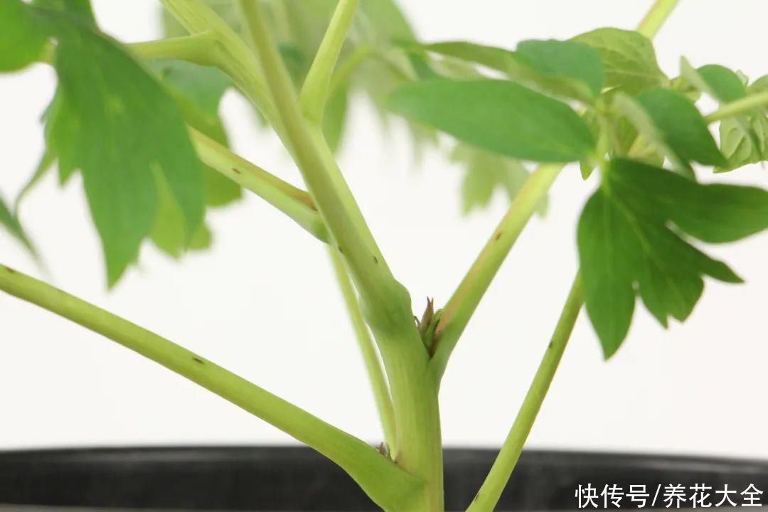 株形|7月必剪花，要抓紧时间，不然剪晚了不开花