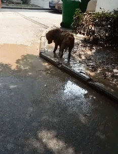 |搞笑GIF：你跟谁俩呢，敢在老娘面前不倒