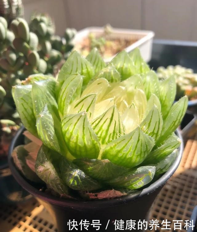 买的花总不活,秘密全在花盆里,搬起来看看才知道!