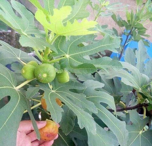  满满|旧水缸别扔，种下1棵无花果，果实大又甜，长势喜人收获满满