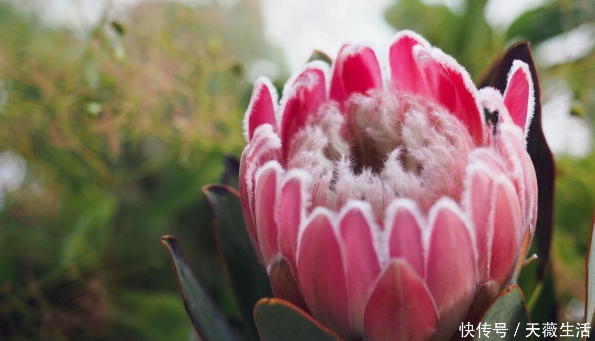 花期|等我有钱了,就养这些花,高端大气,花期长