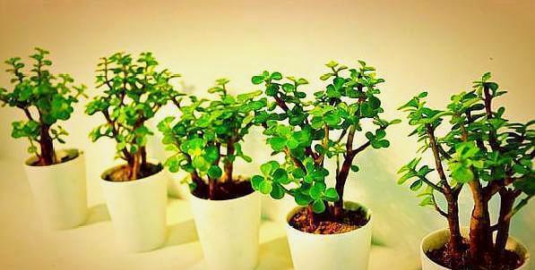 金枝玉叶这样养，枝干粗壮叶片肥，一根小枝条，一年变“老桩”