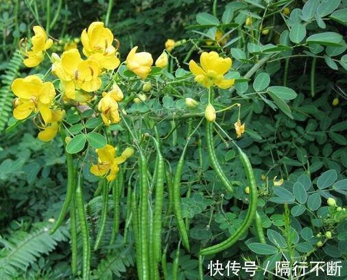 颈椎病|农村用此种子做枕头,安神促睡眠,养肝降血压,防治颈椎病