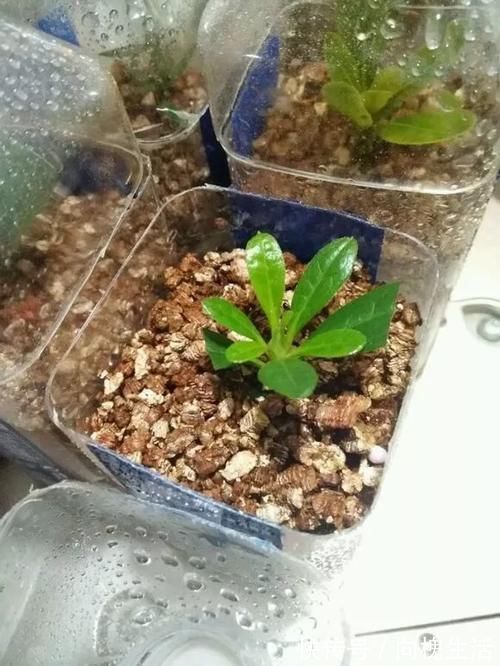 冬天扦插生根慢,快用这3招,生根又快又壮!