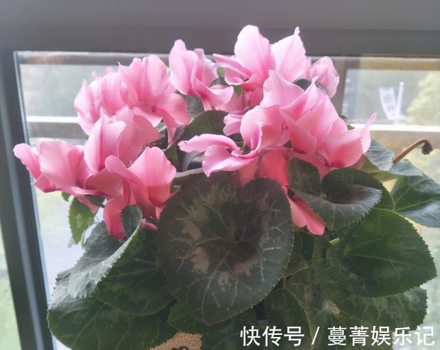 春季|4种花被称为“夏必死”,没有大棚环境,新手春季最好不要买