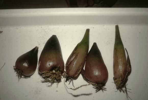  价值|5种罕见植物，只长一片叶子一根茎，价值却很珍贵早看早知道