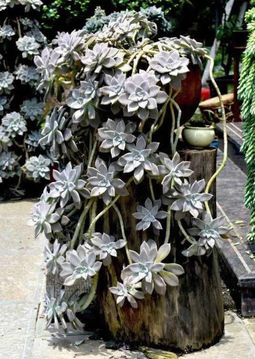 生根|养多肉,就养此“强悍”品种,掉片叶子就生根,房顶上也能长一片