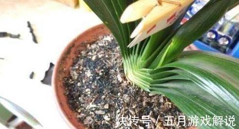 君子兰夹箭,不开花,学会这些小技巧,再也不夹箭,一年开2茬花