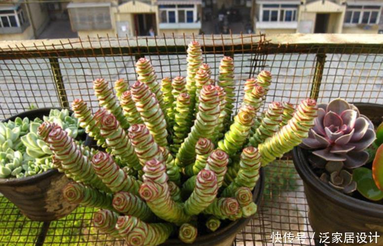 土质|夏养多肉,想要收获满满一盆?多栽几株钱串,2个月就梦想成真