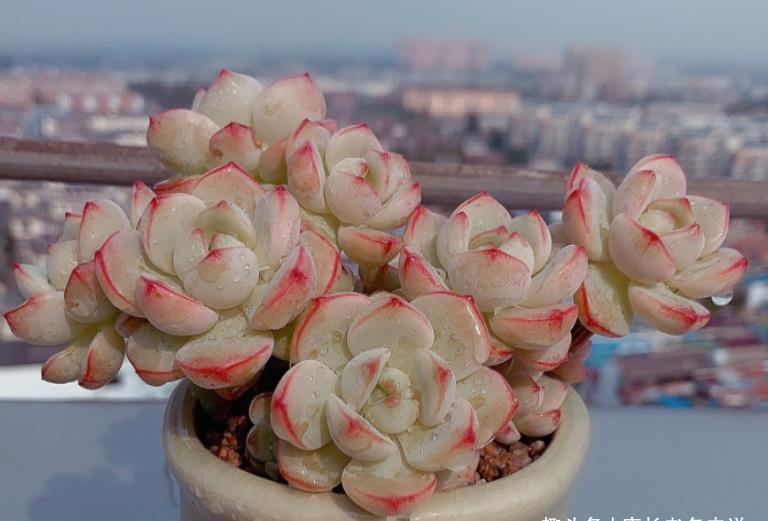 种类|这些种类的多肉适合用有一定高度的盆来栽种,大家不要选错花盆了