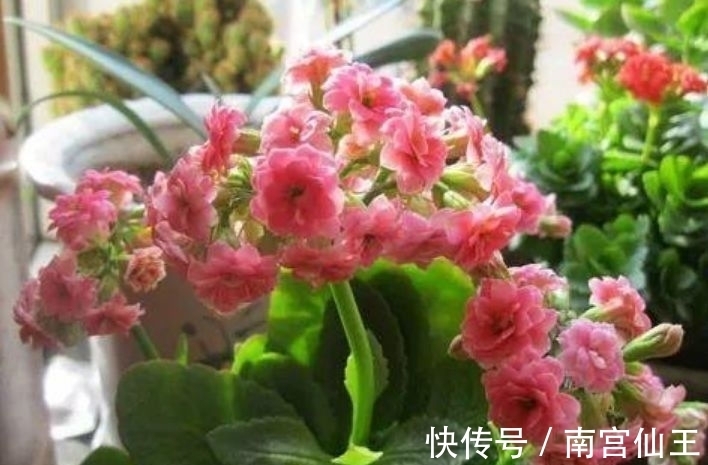 花花期|这些花放在阳台养，花开满盆花香四溢，花艳美人惹人喜爱