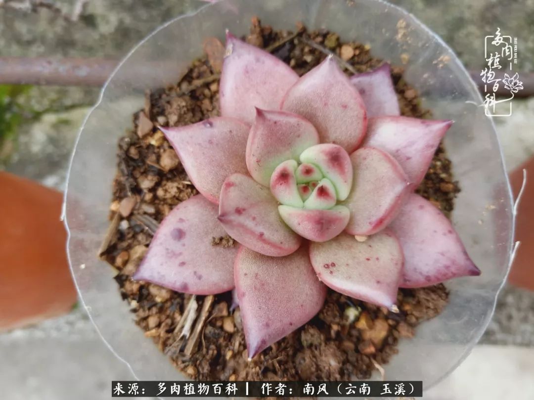 从小喜欢绿植，后来遇见多肉，情不知所起，那就再接再厉！