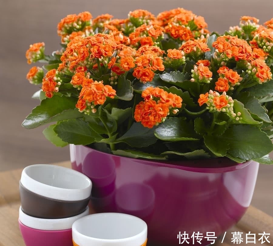 背阳|长寿花比较“懒”,喜静不宜动,别再好心办“坏事”了