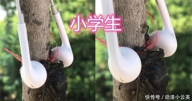 小学生|“知了”被虐很惨?大学生直接吃,高中生做手办,小学生简直魔鬼