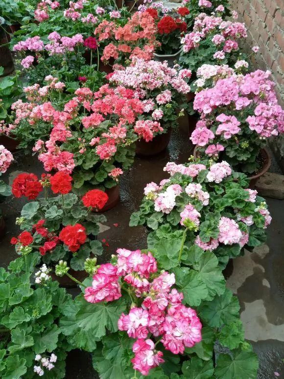 “识货人”都养4种花,打理简单,花期长,开花超漂亮