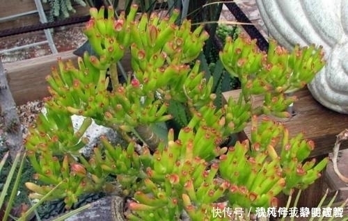 多肉|此款多肉植物，招财又好看，养成老桩盆景，谁见了都夸美！