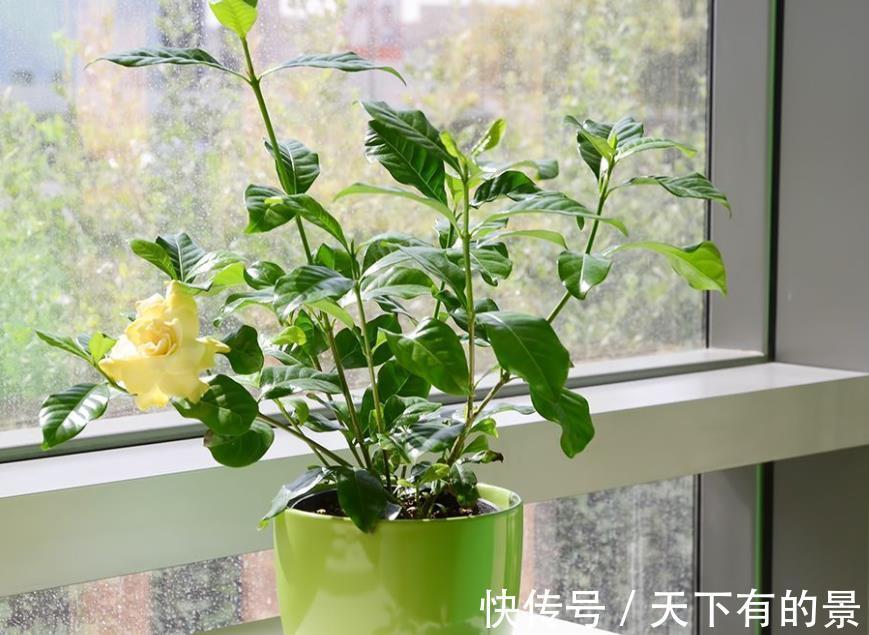 废水|不用这2种“水”浇花,夏季养花基本不出问题