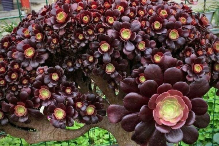 秋天养多肉法师,摆在露天阳台长势旺,状态会更好,长成手捧花