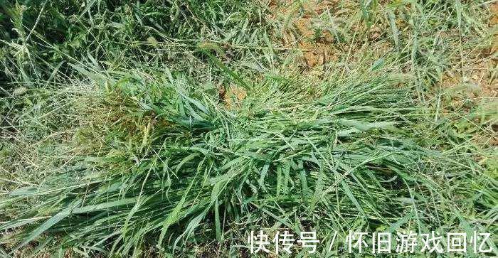 野钓试试这两种打窝方法,专门针对鲤鱼和草鱼,鱼口一竿接一竿