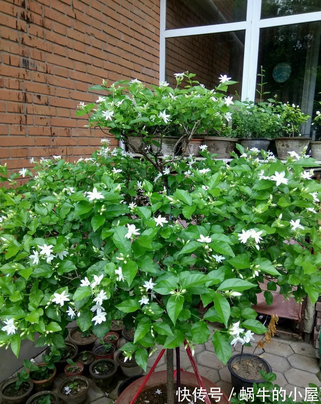 5种“漂亮花”,10月不要“乱浇水”,浇的越狠,死得越快