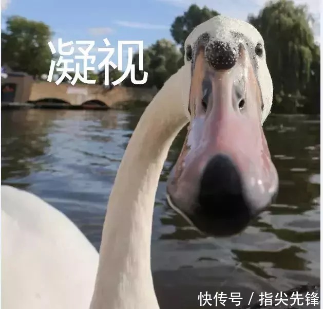 剑桥|剑桥“水怪”！揍人打狗未逢敌手？这么嚣张居然是女王给ta撑腰