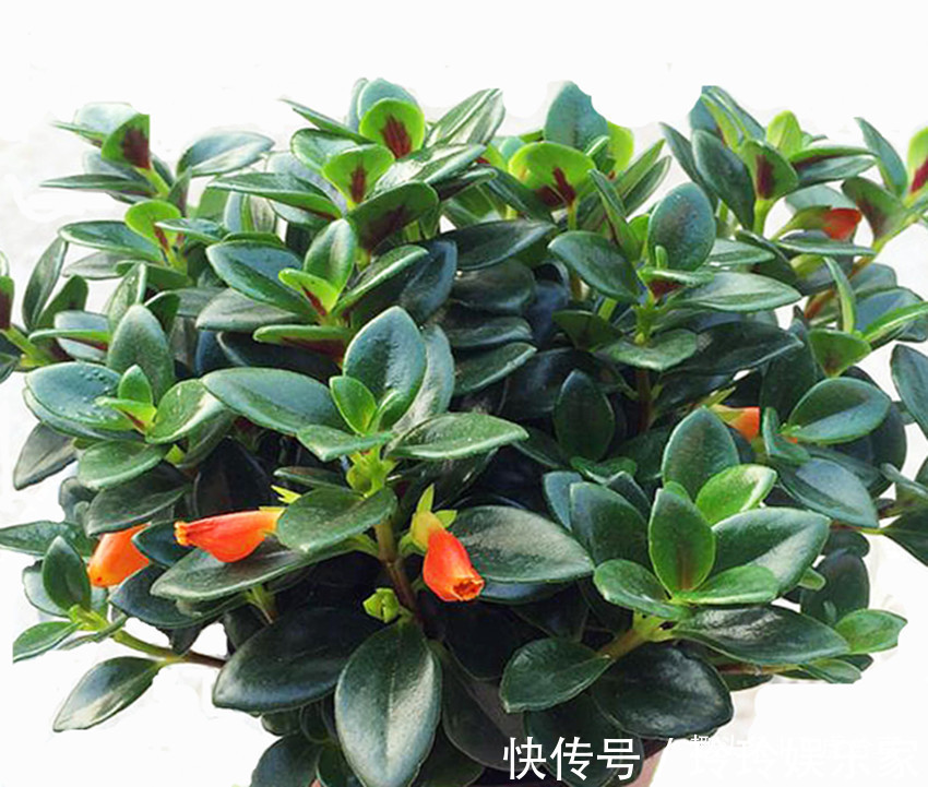 花卉|养花经验与心得，照着做，养啥花都不难，以后养花不求人