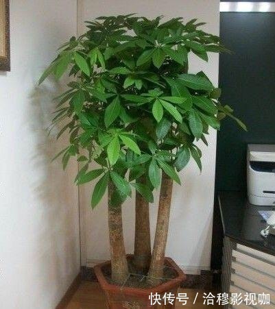 6种“生财花”,夏季养家里,“浇水”要注意,要不黄叶、烂根